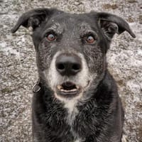 Amo, Hund zur Adoption