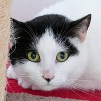 Bonny, Katze zur Adoption