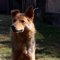 YUKI mit dem lustigen Knickohr, Hündin zur Adoption