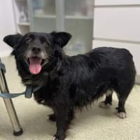 Zuhause gesucht für Misa, Hündin zur Adoption