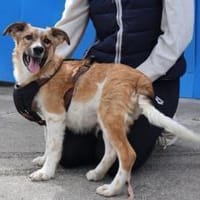 Zuhause gesucht für Chaytan, Hund zur Adoption