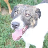 Pflegeleicht und familiär ... Wiliam, Hund zur Adoption