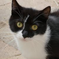 Moni, Katze zur Adoption