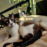 Cosmo und Henry in Pechbrunn (ALO), Kater zur Adoption