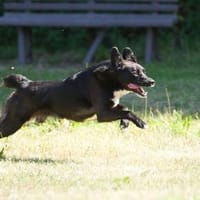 Ghandi möchte endlich ankommen!, Hund zur Adoption