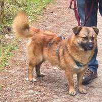 Lenny liebt Kinder!, Hund zur Adoption