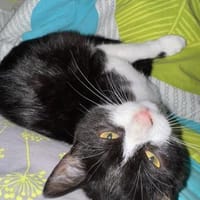 Katzenkinder Billy & Benni, Kater zur Adoption