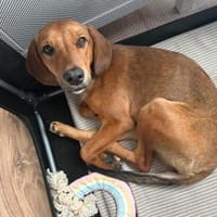 Quirlige Lilly sucht den passenden Platz, Hündin zur Adoption