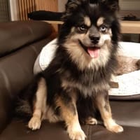 Karkusa in 27478 Cuxhaven #, Hündin zur Adoption