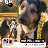 MILO vom Schatten ins Leben, Hund zur Adoption