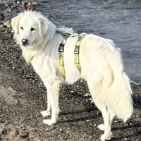 BILDSCHÖNE, ZARTE LUNA, Hündin zur Adoption