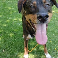 Angel - die schüchterne Junghündin, Hündin zur Adoption