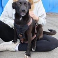 Emma wartet auf dich, Hündin zur Adoption