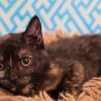 Emilia, Katze zur Adoption