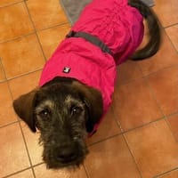 Skadi  neugierig Hündin will auf Reisen, Hündin zur Adoption