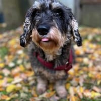 Käthe  kleine Beine großes Herz ❤, Hündin zur Adoption