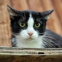 Penny, Katze zur Adoption