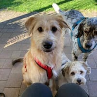 Nirveli sucht ihre Menschen, Hündin zur Adoption