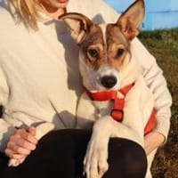 Wer schenkt Daria das Glück?, Hündin zur Adoption