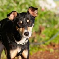 Nova, fröhliche Hündin, 4J in 53945, Hündin zur Adoption