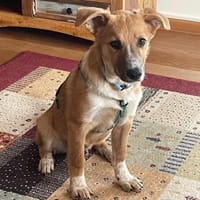 Felix - verspielt, verkuschelt, aktiv, Hund zur Adoption
