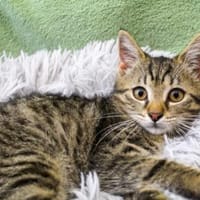 Pindurka, anfangs noch schüchtern, Katze zur Adoption