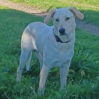 SOLE 💙💙💙 MÖCHTE IHR HERZ EROBERN, Hund zur Adoption