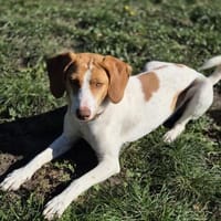 💕Cleo💕sucht ihre Menschen🐾💕🐾, Hündin zur Adoption