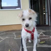 Süße Ms. Butterfly, Hündin zur Adoption