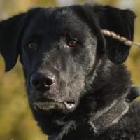 Rabenschwarzer Schmusebär Ono, Hund zur Adoption