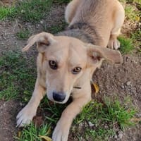 Kleiner Samuel-ein ganz lieber Hundebub, Hund zur Adoption