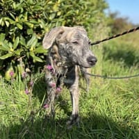 Schüchterner Taro sucht seine Menschen, Hund zur Adoption