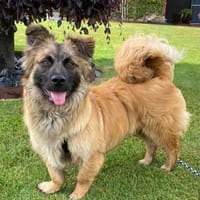 Floki sucht seine Familie, Hund zur Adoption