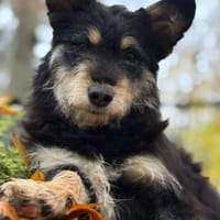 liebevolle Cara sucht ihre Familie, Hündin zur Adoption