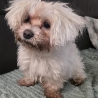 MARCO IST EIN KLEINER FRECHDACHS, Hund zur Adoption