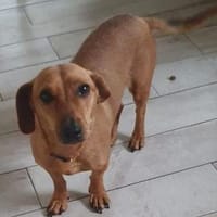 Dackelmixmädchen DORLE sucht ihr Glück., Hündin zur Adoption