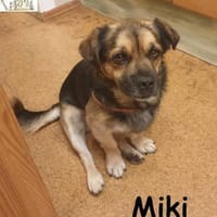 Kleiner Miki hat sein Hundeherz zu versc, Hund zur Adoption