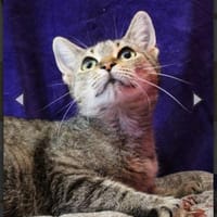 Ursula, anfangs noch schüchtern, Katze zur Adoption