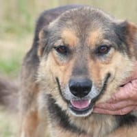 Samicah - kinderlieb u. unkompliziert, Hündin zur Adoption