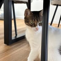 Nolly Katzendame sucht, Katze zur Adoption