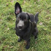 Kalle sucht sein Zuhause, Hund zur Adoption