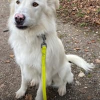 Knut sucht seinen Deckel/ in 82284, Hund zur Adoption