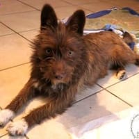 Kelly   die Frohnatur, Hündin zur Adoption