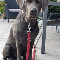 Bandit - Hundekenner aufgepasst!, Hund zur Adoption