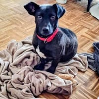 Katzenversteher Tmmi sucht Zuhause, Hund zur Adoption