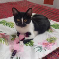 Lustige Penny bei München (ALO), Katze zur Adoption