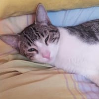 Zurückhaltender Saw in Heusweiler (ALM), Kater zur Adoption