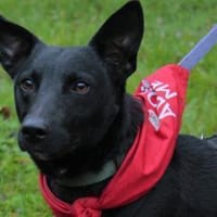 Schnuckel THEOwartet in 18249 Bernitt, Hund zur Adoption