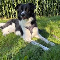 Willow sucht dringend ein neues Zuhause, Hund zur Adoption