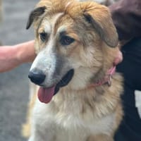 LUCKY, wo bleibt ihr persönliches Glück?, Hündin zur Adoption